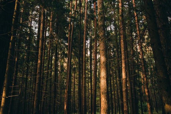 Dense forest. Misty autumnal coniferous forest at sunrise with old spruces and pines. Fir and pine trees in wild forest, lit by sunlight. Sustainable ecosystem and healthy environment concepts.