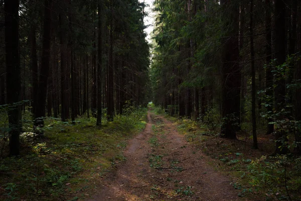 Rays of light shining through the forest in early morning. Autumn forest scenery with rays of warm light illuminating the foliage and a footpath. Beautiful spruce forest. Many trees green spruce.