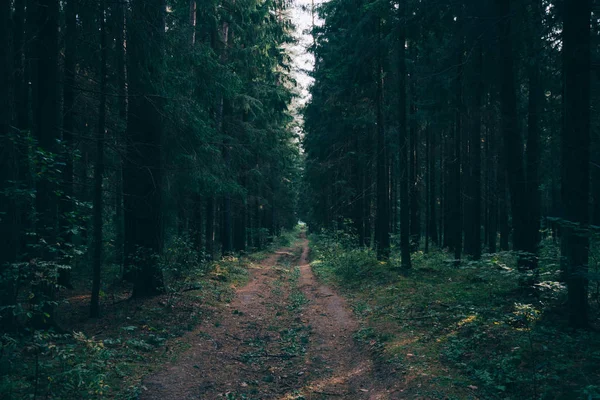 Rays of light shining through the forest in early morning. Autumn forest scenery with rays of warm light illuminating the foliage and a footpath. Beautiful spruce forest. Many trees green spruce.