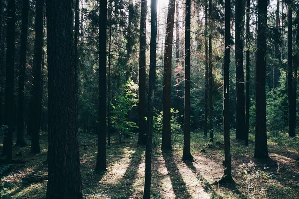 Clear rays of light shining through the forest in early morning. Autumn forest scenery with rays of warm light illuminating the foliage and a footpath. Beautiful spruce forest. Many trees green spruce