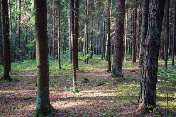 Bosque Denso Bosque Coníferas Otoñales Brumosas Amanecer Con Abetos Pinos — Foto de Stock