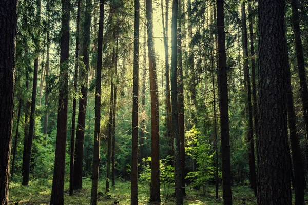 Clear rays of light shining through the forest in early morning. Autumn forest scenery with rays of warm light illuminating the foliage and a footpath. Beautiful spruce forest. Many trees green spruce