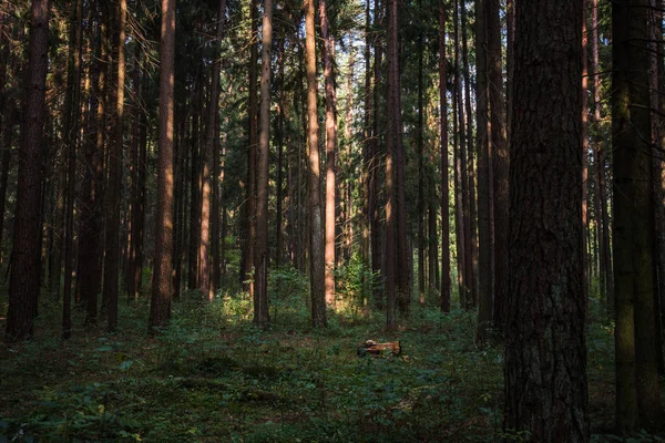 Clear rays of light shining through the forest in early morning. Autumn forest scenery with rays of warm light illuminating the foliage and a footpath. Beautiful spruce forest. Many trees green spruce