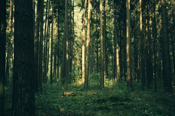 Clear rays of light shining through the forest in early morning. Autumn forest scenery with rays of warm light illuminating the foliage and a footpath. Beautiful spruce forest. Many trees green spruce