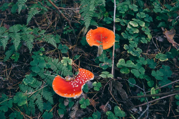 森林蘑菇在草在秋天森林 用复制空间在森林中失去一只有毒的蘑菇 — 图库照片