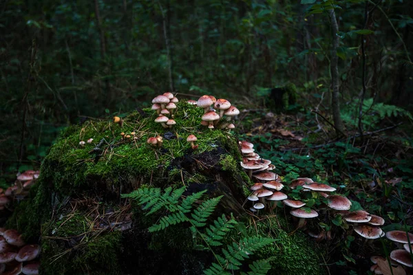 Dark magic forest. Group of mushrooms in the moss on a log. Brown wild mushroom at big tree that fell down in the deep forest. Forest mushroom with small green moss. Autumn forest.