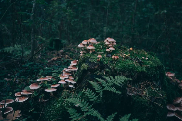 Dark magic forest. Group of mushrooms in the moss on a log. Brown wild mushroom at big tree that fell down in the deep forest. Forest mushroom with small green moss. Autumn forest.
