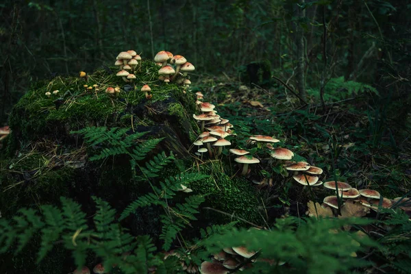 Dark magic forest. Group of mushrooms in the moss on a log. Brown wild mushroom at big tree that fell down in the deep forest. Forest mushroom with small green moss. Autumn forest.