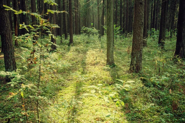 Dense forest. Misty autumnal coniferous forest at sunrise with old spruces and pines. Fir and pine trees in wild forest, lit by sunlight. Sustainable ecosystem and healthy environment concepts.