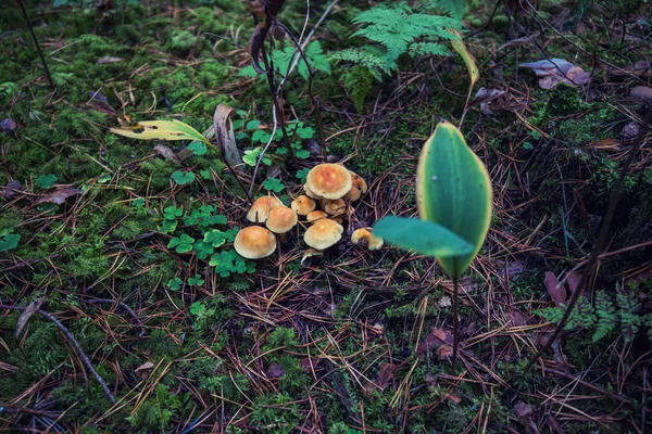 Δάσος Μανιτάρια Στο Γρασίδι Στο Δάσος Φθινόπωρο Χάνουν Μέχρι Ένα — Φωτογραφία Αρχείου