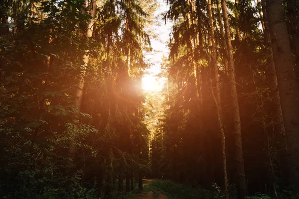 Clear rays of light shining through the forest in early morning; Autumn forest scenery with rays of warm light illuminating the foliage and a footpath; Beautiful spruce forest; Many trees green spruce