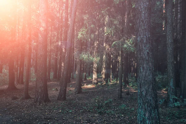 Dense forest. Misty autumnal coniferous forest at sunrise with old spruces and pines. Fir and pine trees in wild forest, lit by sunlight. Sustainable ecosystem and healthy environment concepts.