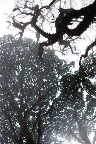 深林中有雾的树梢 壮观的浓雾在风景 雾和朦胧的背景模糊的看法 高大的老树的底部视图 神秘的剪影树枝树 — 图库照片