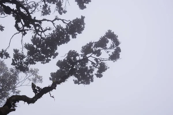 深林中有雾的树梢 壮观的浓雾在风景 雾和朦胧的背景模糊的看法 高大的老树的底部视图 神秘的剪影树枝树 — 图库照片