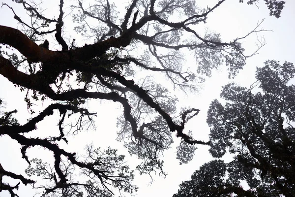 Árvores Nebulosas Floresta Profunda Névoa Pesada Magnífica Paisagem Árvore Galho — Fotografia de Stock