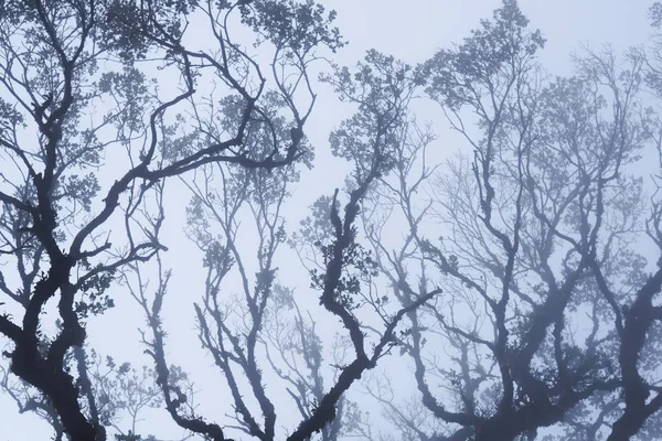 深林中有雾的树梢 壮观的浓雾在风景 雾和朦胧的背景模糊的看法 高大的老树的底部视图 神秘的剪影树枝树 — 图库照片