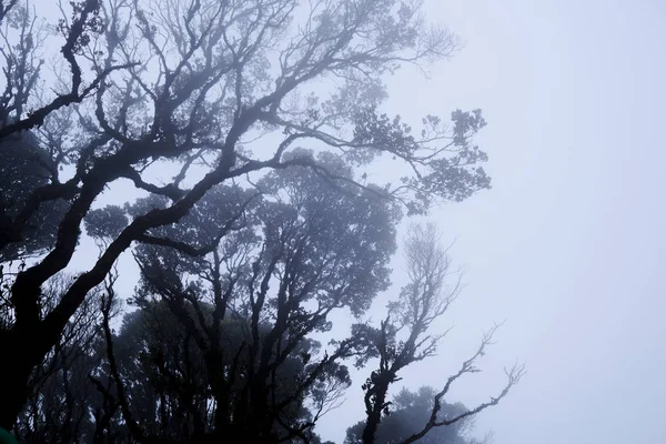 深林中有雾的树梢 壮观的浓雾在风景 雾和朦胧的背景模糊的看法 高大的老树的底部视图 神秘的剪影树枝树 — 图库照片