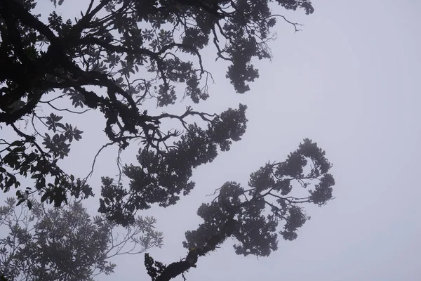 深林中有雾的树梢 壮观的浓雾在风景 雾和朦胧的背景模糊的看法 高大的老树的底部视图 神秘的剪影树枝树 — 图库照片