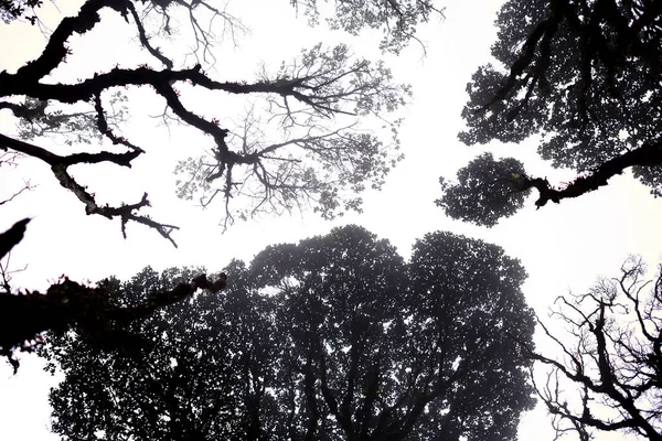 树冠树神秘的暗树从下面可见 浓雾笼罩的森林 是雾中树木和树枝下面的景色 天空透过黑白相间的树木被看见 — 图库照片