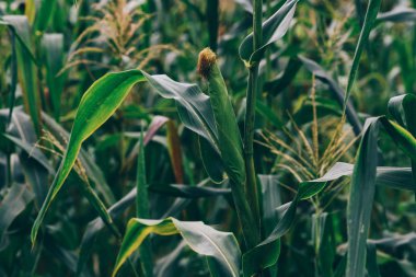 Organik Mısır alan tarım çiftliğinde bir ön seçici odak resim. Olgun Mısır kulak ekili tarım Mısır alanında hasat toplama için hazır. Zaman hasat. Çiftlik alanı. Alan olgunlaşma.