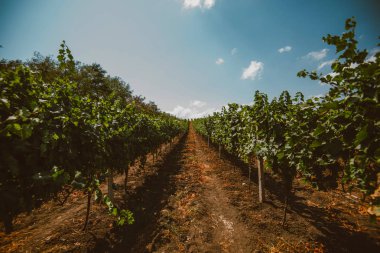 Üzüm hasat önce güzel satırları. Sonbahar manzara renkli üzüm bağları ile. Sonbahar üzüm bağları arka plan. Sonbahar renk. Mevsimlik pitoresk arka plan. Üzüm wineland manzara