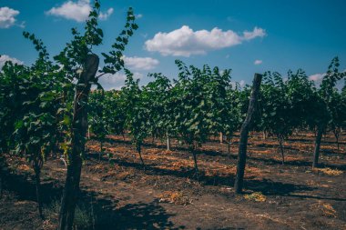 Şarap büyüyen bölgesi, orta, Sonbahar zaman kuru saman bir hat ile genç üzüm Vines bir bağ içinde satır. Mavi gökyüzü ve beyaz bulutlar. Renkli üzüm bağları ile manzara. Tarım kavramı.