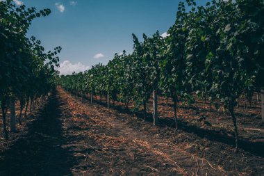 Üzüm şarapları satırlarının. Üst üste sonsuz üzüm ufukta. Üzüm hasat önce güzel satırları. Sonbahar manzara renkli üzüm bağları ile. Arka plan. Doğa manzara.