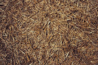 Thatched arka plan, saman ya da kuru ot geçmişi. Saman çim, çim doku arka plan. Saman, Kuru saman, saman arka plan doku. Kuru ot ve sarı çim arka plan.