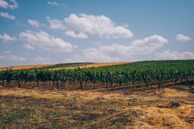 Şarap büyüyen bölgesi, orta, Sonbahar zaman kuru saman bir hat ile genç üzüm Vines bir bağ içinde satır. Mavi gökyüzü ve beyaz bulutlar. Renkli üzüm bağları ile manzara. Tarım kavramı.