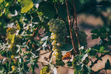 Üzüm üzüm bağıyla asılı. Üzüm wineland manzara. Mevsimlik pitoresk arka plan. Üzüm şarapları satırlarının. Sonbahar manzara renkli üzüm bağları ile. Arka plan. Doğa manzara.