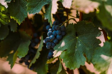 Üzüm üzüm bağıyla asılı. Üzüm wineland manzara. Mevsimlik pitoresk arka plan. Üzüm şarapları satırlarının. Sonbahar manzara renkli üzüm bağları ile. Arka plan. Doğa manzara.