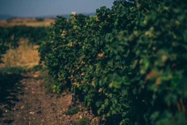 Üzüm hasat önce güzel satırları. Sonbahar manzara renkli üzüm bağları ile. Sonbahar üzüm bağları arka plan. Sonbahar renk. Mevsimlik pitoresk arka plan. Üzüm wineland manzara