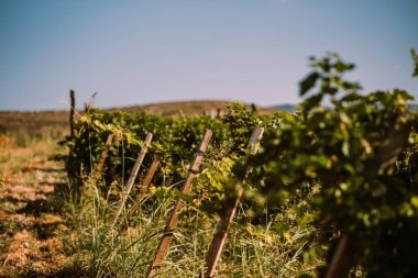 Üzüm hasat önce güzel satırları. Sonbahar manzara renkli üzüm bağları ile. Sonbahar üzüm bağları arka plan. Sonbahar renk. Mevsimlik pitoresk arka plan. Üzüm wineland manzara