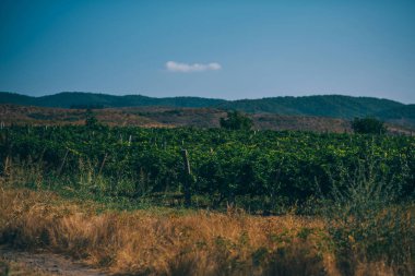 Üzüm hasat önce güzel satırları. Sonbahar manzara renkli üzüm bağları ile. Sonbahar üzüm bağları arka plan. Sonbahar renk. Mevsimlik pitoresk arka plan. Üzüm wineland manzara