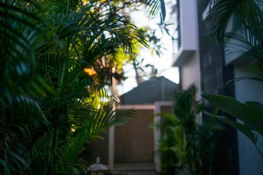 Tropikal bahçe yolu ve lüks resort. Soyut seyahat arka plan. Beach Lüks Bungalov orman tarafından çevrili. Çiçekler ve palmiye ağaçları. Seyahat, tatil, yaz tatil kavramı. Yumuşak odak.