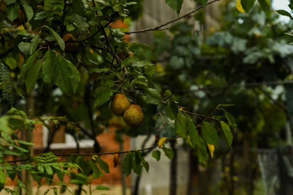 自然環境で有機ナシ 秋の庭で梨の収穫 おいしいジューシーな若い梨は果物の夏の庭の木の枝にぶら下がっています 健康的なオーガニック コンセプト 自然の背景 選択と集中 — ストック写真