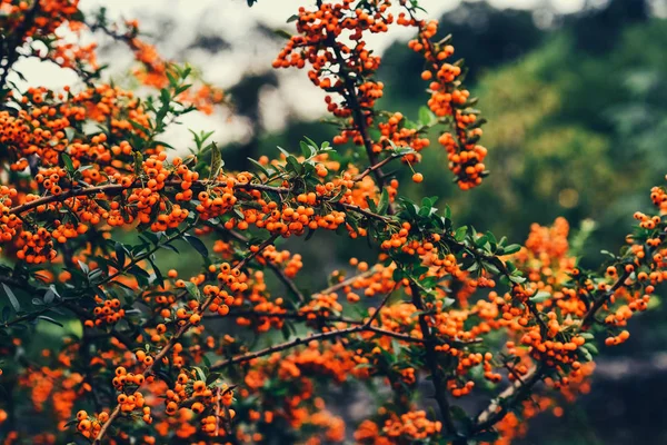 Autumn berries and leaves on the blurred trees background. Fall background. Colorful autumn landscape. Pyracantha orange berries with green leaves. Autumn nature background. Selective focus.