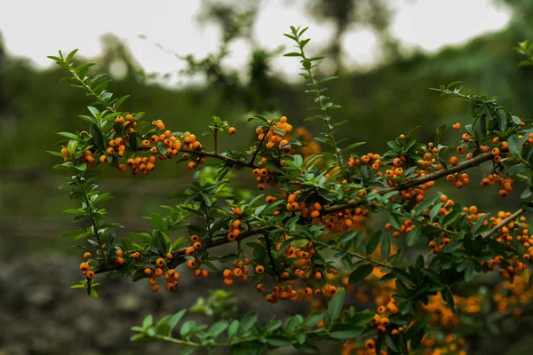 秋天的浆果和树叶上模糊的树木背景 秋季背景 五彩缤纷的秋景 火橙浆果与绿叶 秋季自然背景 选择性聚焦 — 图库照片