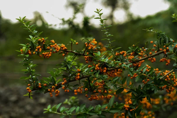 흐린된 배경입니다 화려한가 풍경입니다 Pyracantha 오렌지 배경입니다 선택적 — 스톡 사진