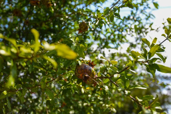 Fresh Pomegranate Leaves Tree Branches Shallow Depth Field Photo Ripe — Stock Photo, Image