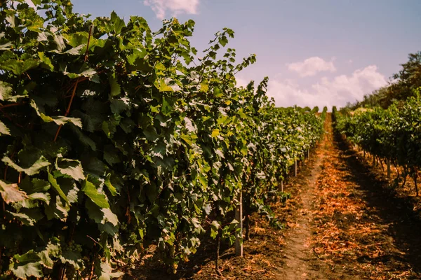 Piękne Wiersze Winogron Przed Zbiorem Jesienny Krajobraz Kolorowe Winnic Streszczenie — Zdjęcie stockowe