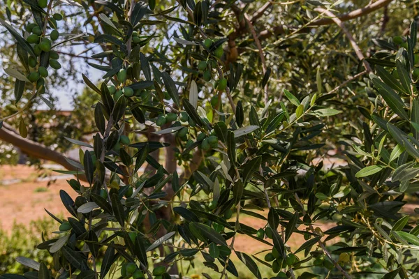 Πράσινες Ελιές Δέντρο Μάζεμα Ελιών Ελιές Στο Δέντρο Της Ελιάς — Φωτογραφία Αρχείου