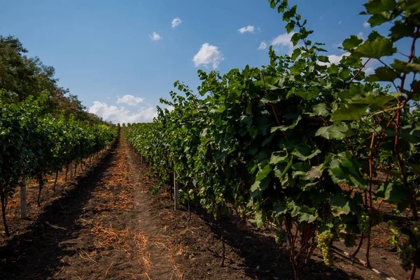 Mooie Rijen Van Druiven Vóór Het Oogsten Herfst Landschap Met — Stockfoto