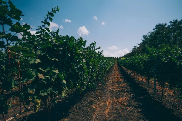 Rijen Van Wijnstokken Horizon Eindeloze Wijngaarden Een Rij Mooie Rijen — Stockfoto