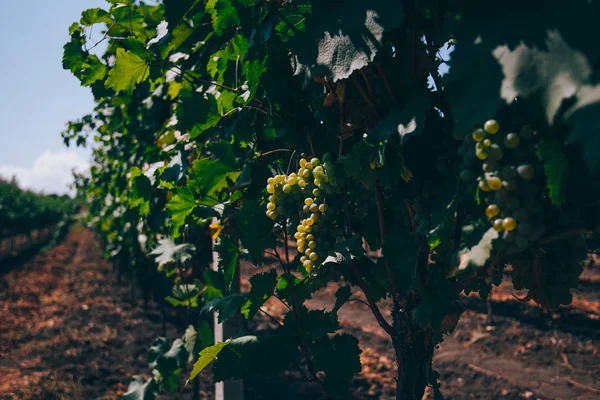 Üzüm Üzüm Bağıyla Asılı Üzüm Wineland Manzara Mevsimlik Pitoresk Arka — Stok fotoğraf