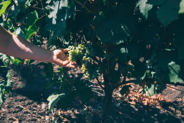 Colheita Uvas Agricultor Segurar Uvas Vinha Comida Orgânica Vinho Fino — Fotografia de Stock