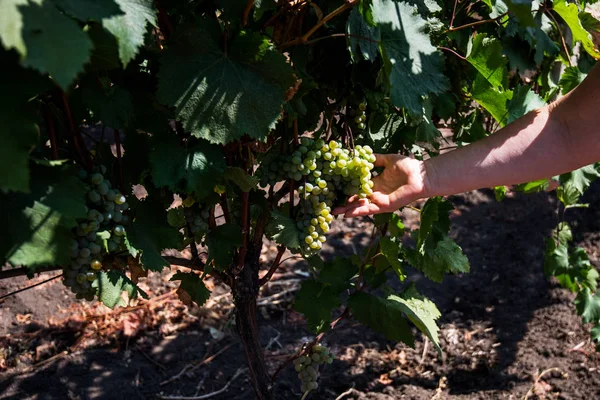 Récolte Raisins Une Main Fermier Tenant Les Raisins Dans Vignoble — Photo