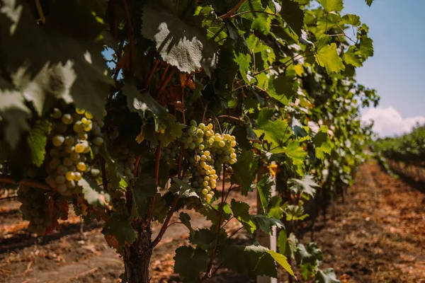 Üzüm Üzüm Bağıyla Asılı Üzüm Wineland Manzara Mevsimlik Pitoresk Arka — Stok fotoğraf