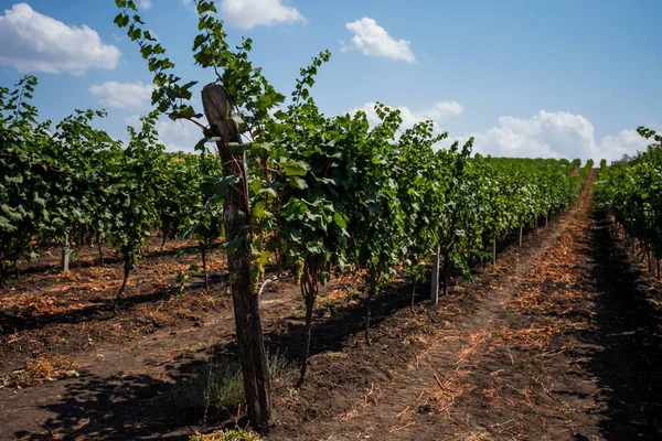 Şarap Büyüyen Bölgesi Orta Sonbahar Zaman Kuru Saman Bir Hat — Stok fotoğraf