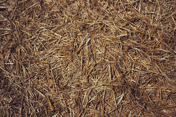 Thatched Background Hay Dry Grass Background Grass Hay Grass Texture — Stock Photo, Image